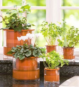 Cây xanh văn phòng